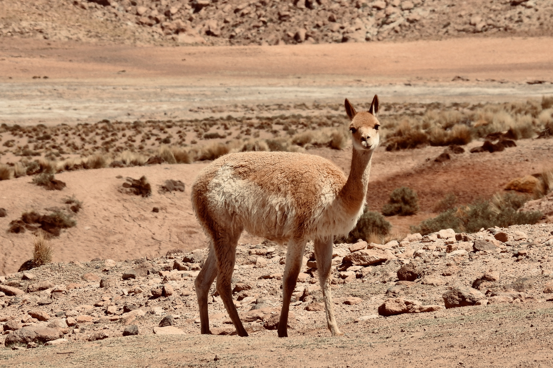 alpaca