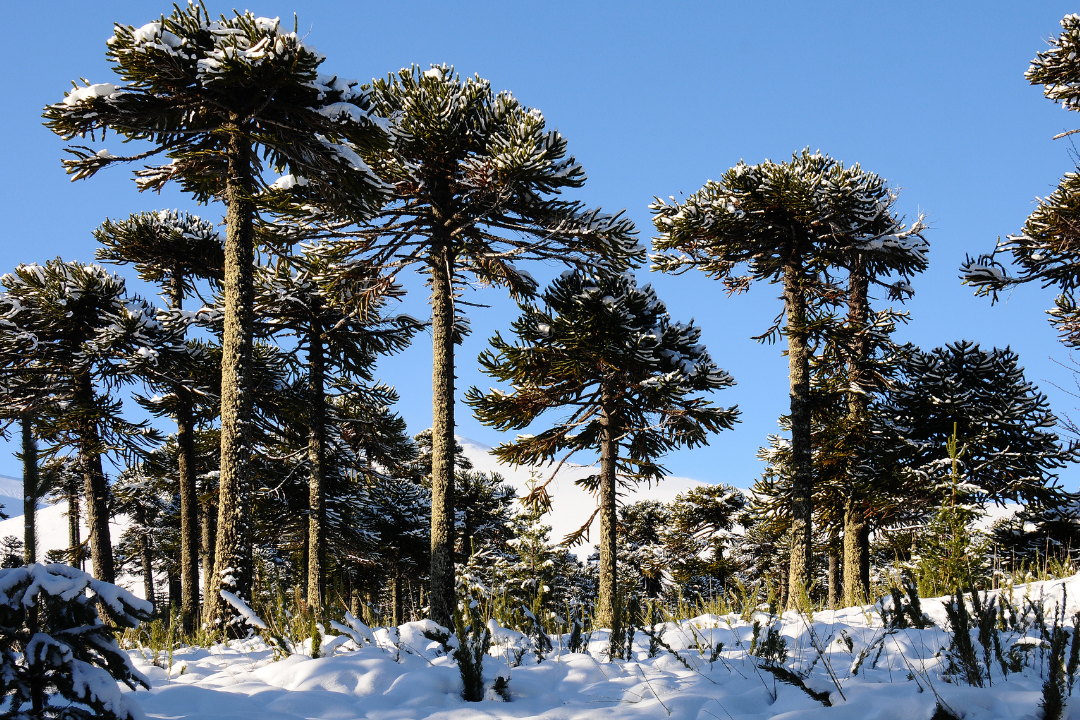 bosque-araucaria