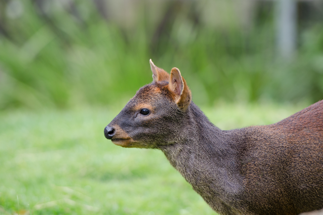 pudu